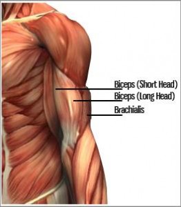 Strength Training and Strength Exercises: Biceps Chin-ups and Barbell Curls