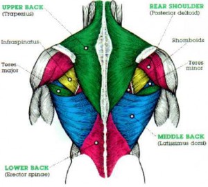 Strength Training and Strength Exercises: Anatomy Upper & Lower Back Muscles