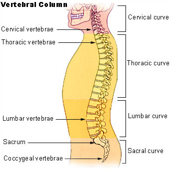 Bench Press, Back Anatomy and Vertebral Column
