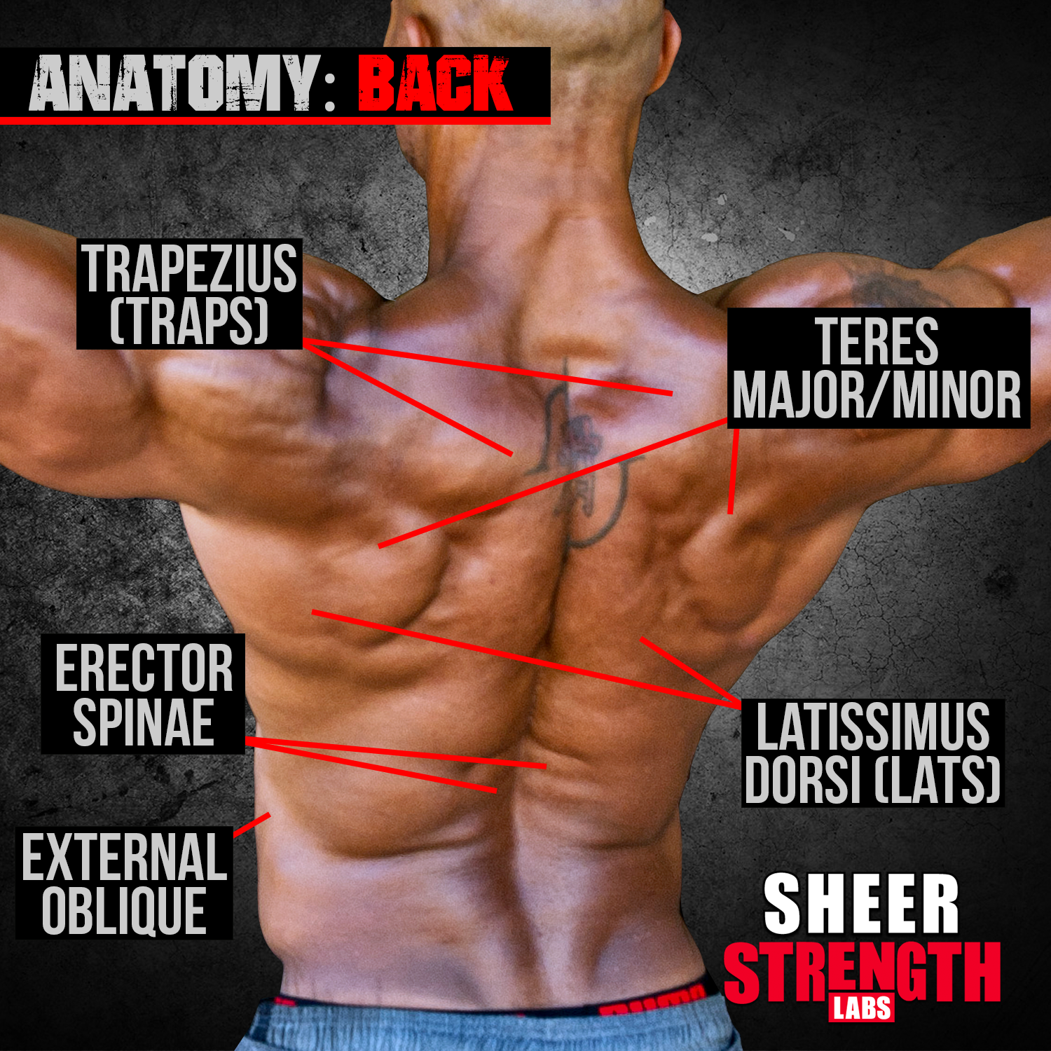 Bodybuilding Muscle Anatomy: Back Muscles