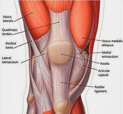 Knee Conditioning Exercises: Knee Anatomy