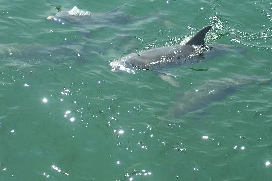 Shell Island Boat Rentals Panama City Beach Fl 32408