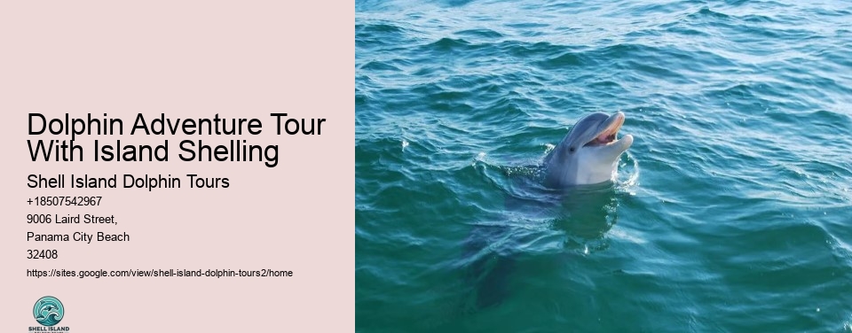 Dolphin Adventure Tour With Island Shelling