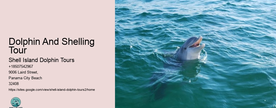 Dolphin And Shelling Tour