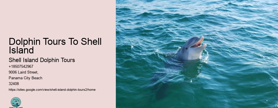 Dolphin Tours To Shell Island