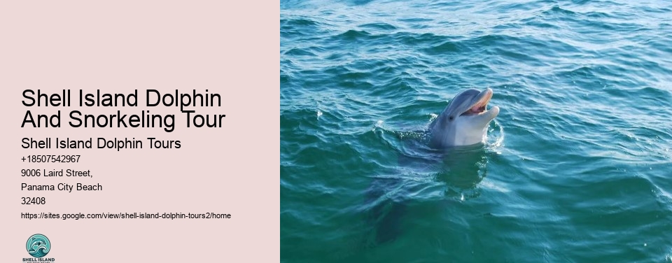 Shell Island Dolphin And Snorkeling Tour