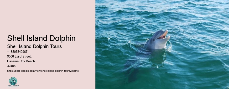 Shell Island Dolphin