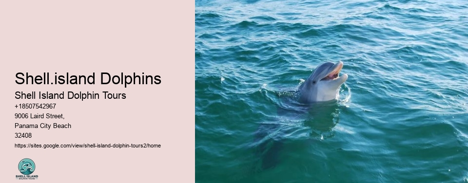 Shell.island Dolphins