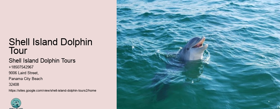 Shell Island Dolphin Tour