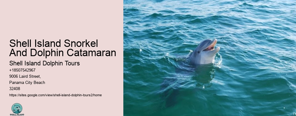 Shell Island Snorkel And Dolphin Catamaran