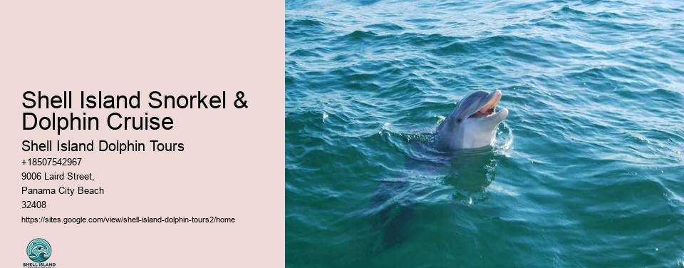 Shell Island Snorkel & Dolphin Cruise