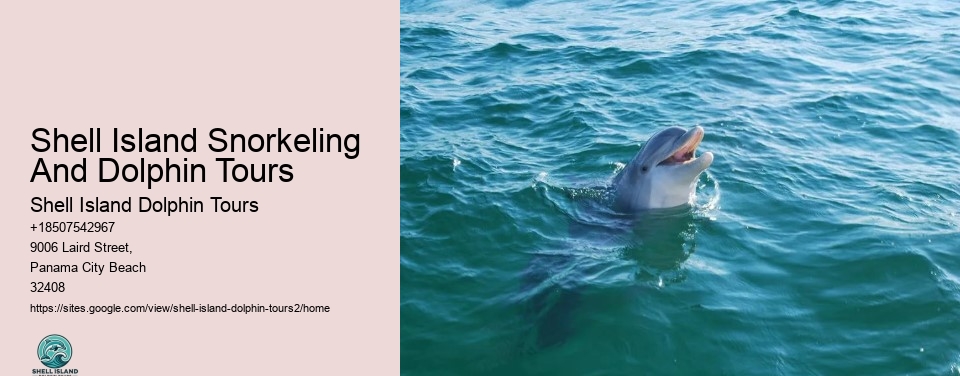 Shell Island Snorkeling And Dolphin Tours
