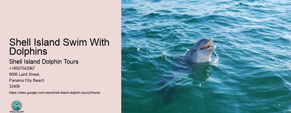 Shell Island Swim With Dolphins