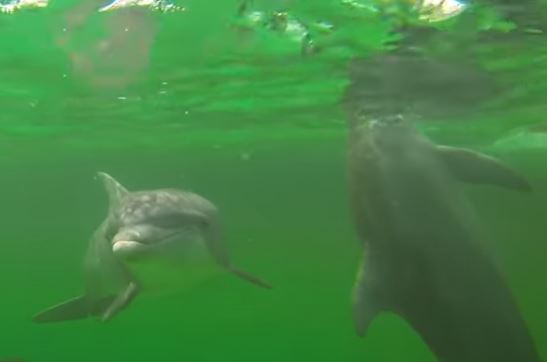 Bottlenose Dolphins
