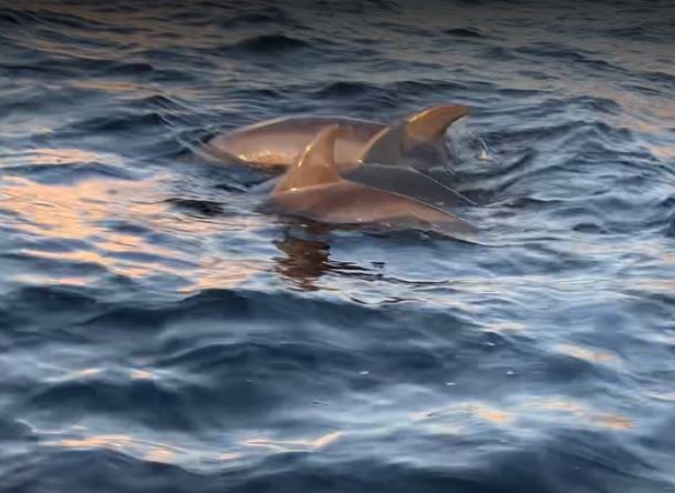 Can you see dolphins at Shell Island Wales