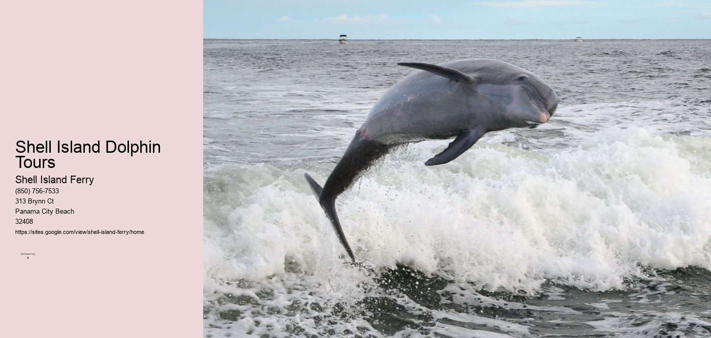 Shell Island Dolphin Tours