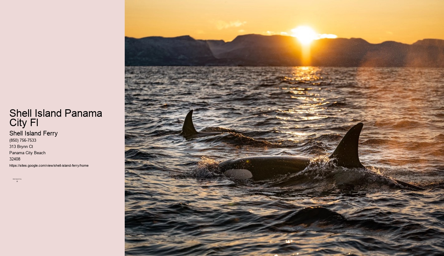 Shell Island Dolphin Tours	