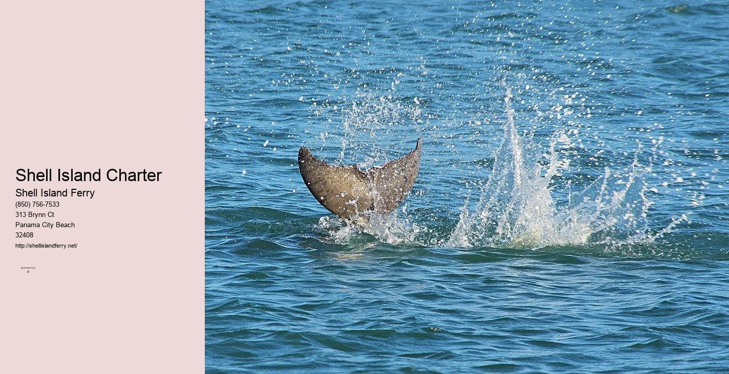 Shell Island Dolphin Tours	