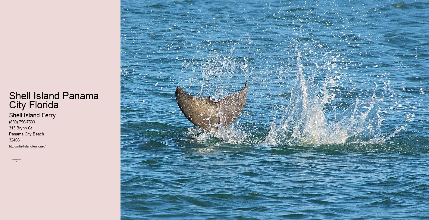Shell Island Pontoon Rental	