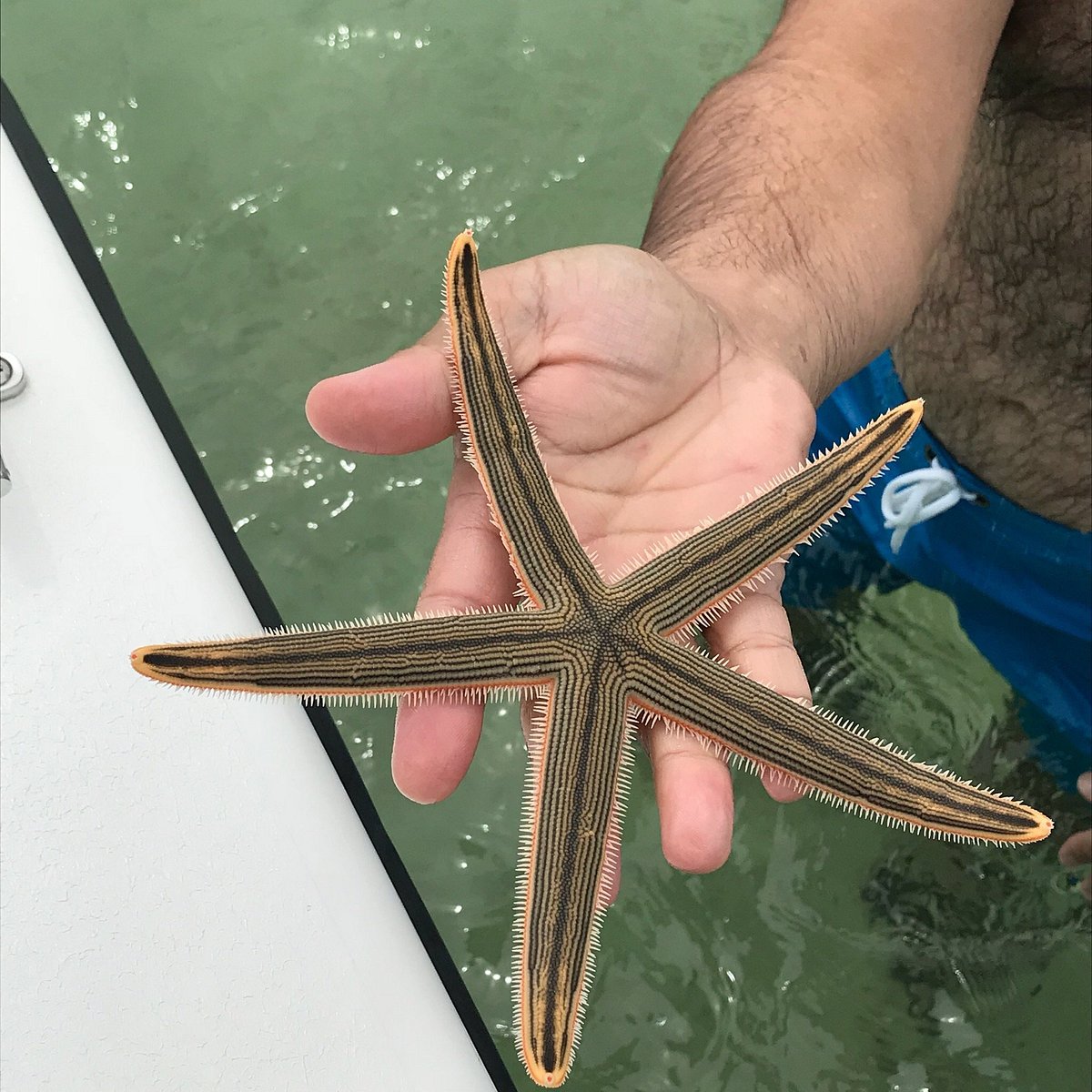 Shell Island Ferry Xl