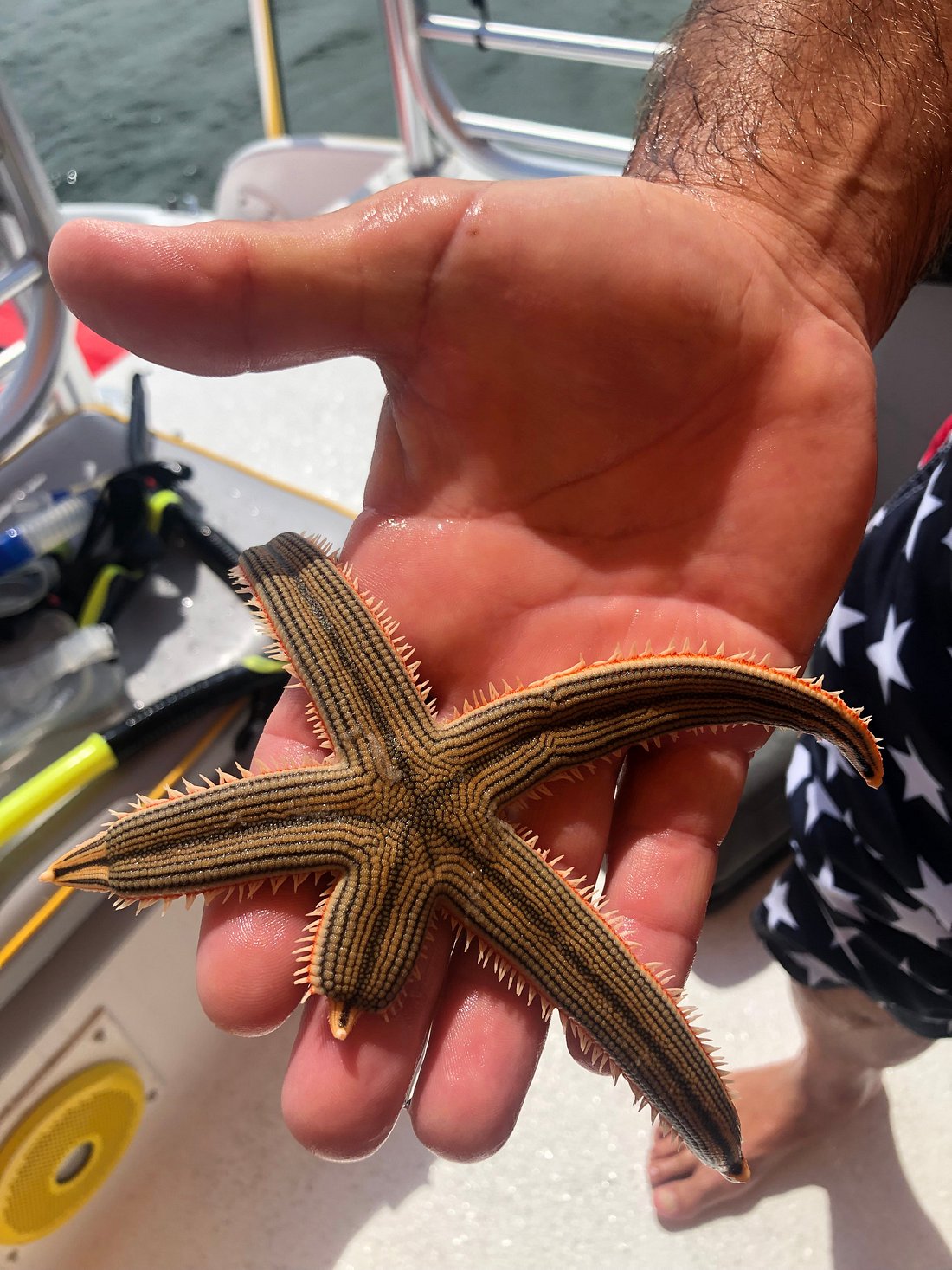 Shell Island Tours.com