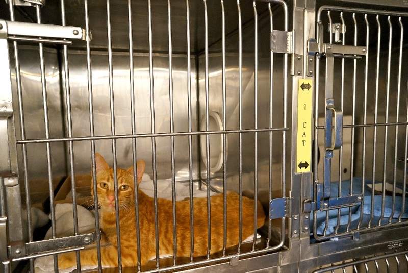 أهم أماكن استقبال القطط في الرياض