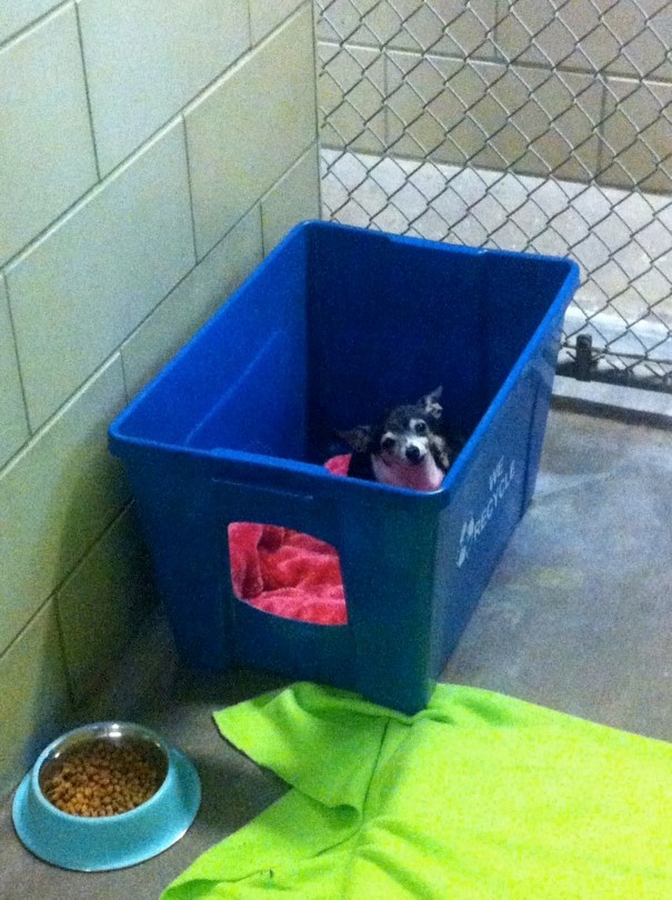 All you need to know about housing dogs in animal shelters Resources