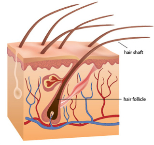 cross section of hair follicle