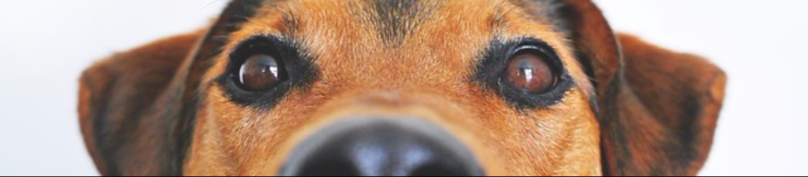 5 signs your dog needs a probiotic
