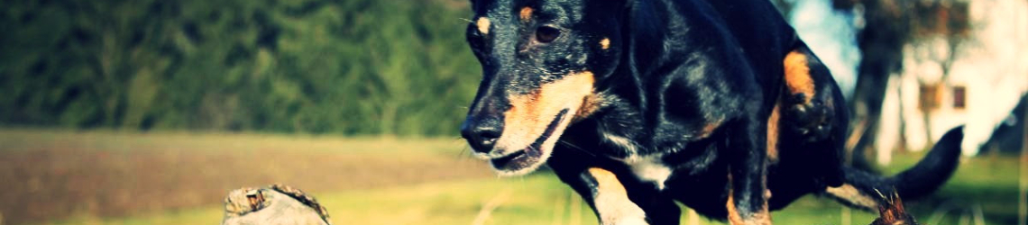 5 Signs Your Dachshund Needs A Ramp