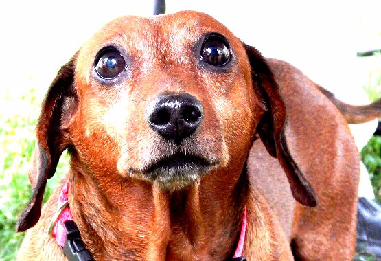 older dachshund