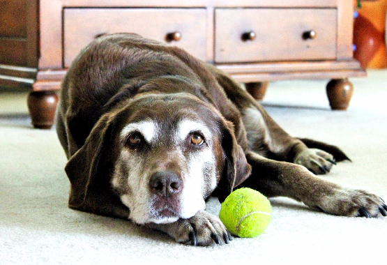 old dog