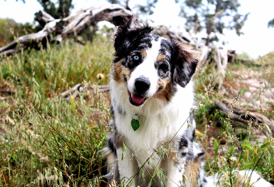dog