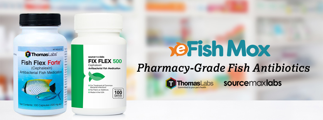 Pharmacy Grade Fish Antibiotics