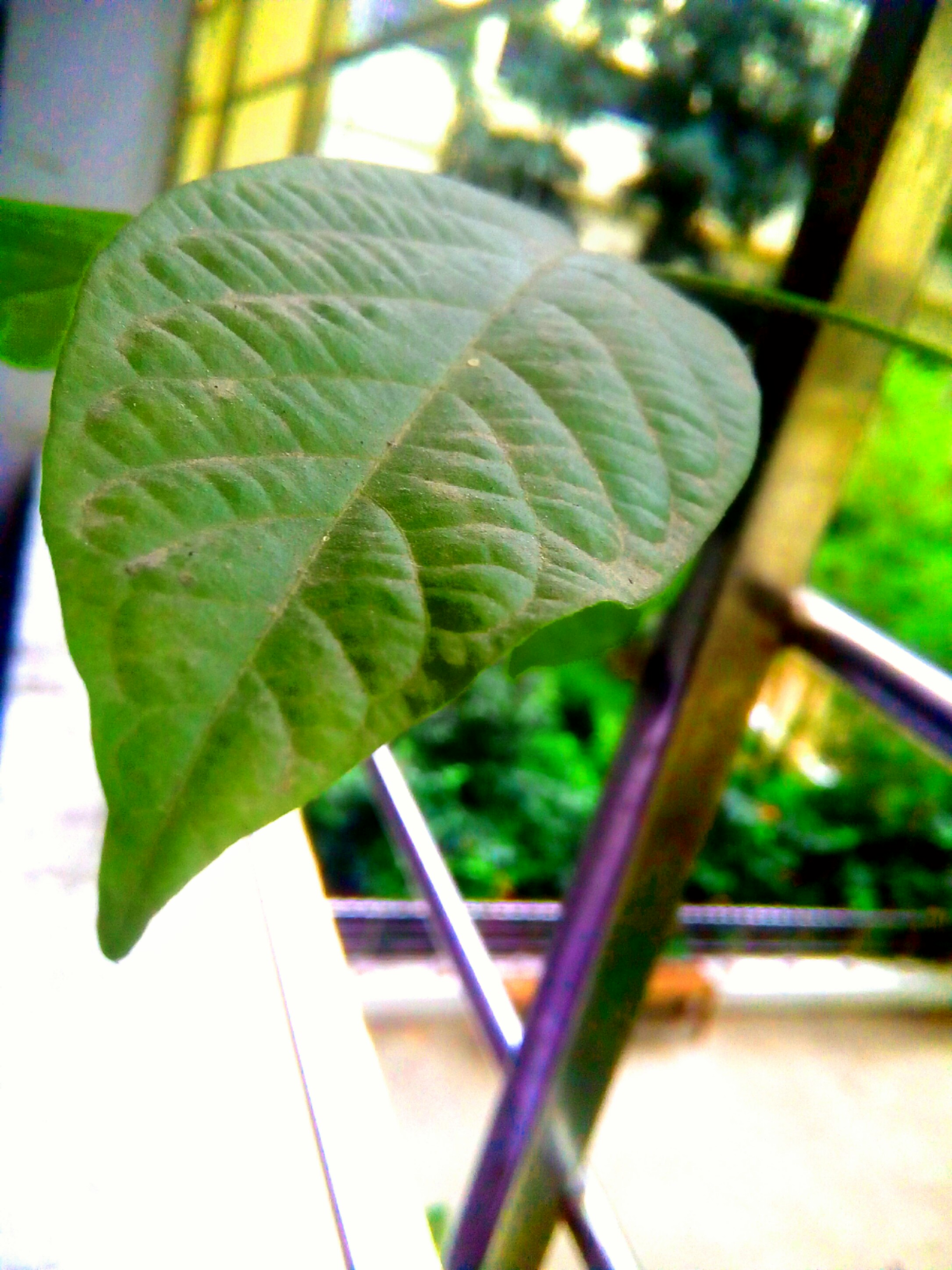 Buy Digital Art Online