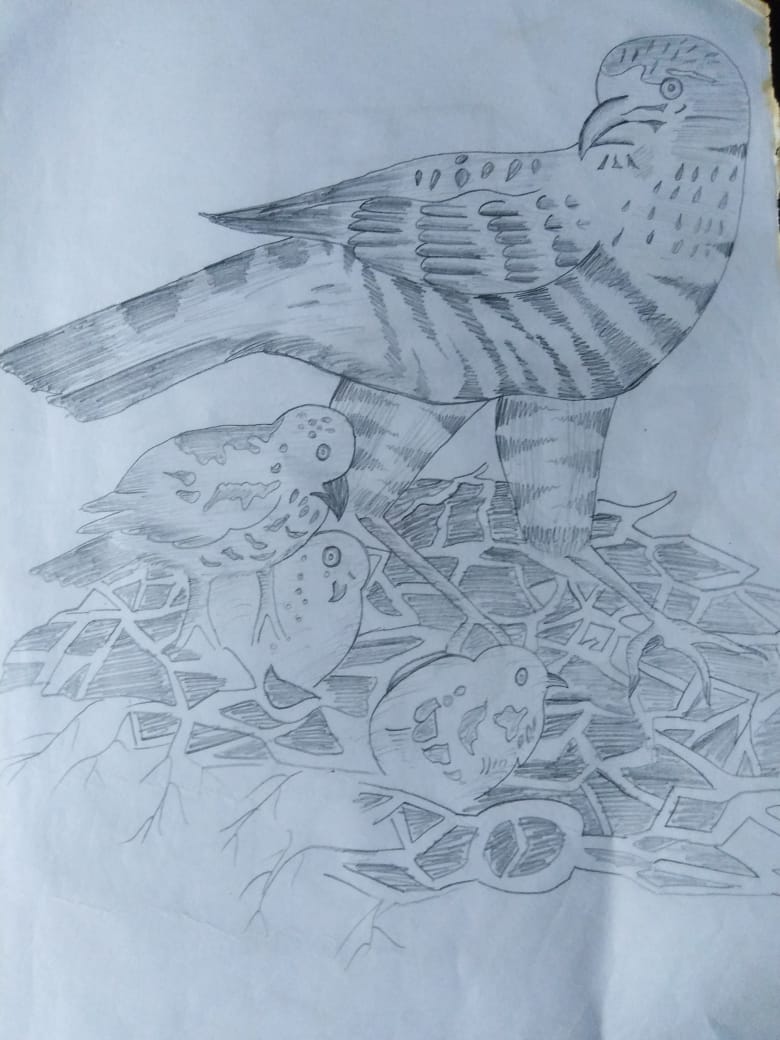 Birds-drawing Showflipper