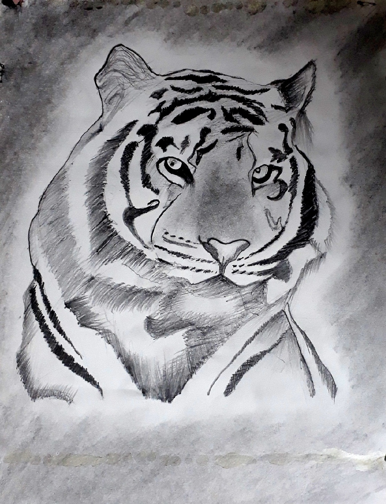 Tiger Graphite Work fine Art
