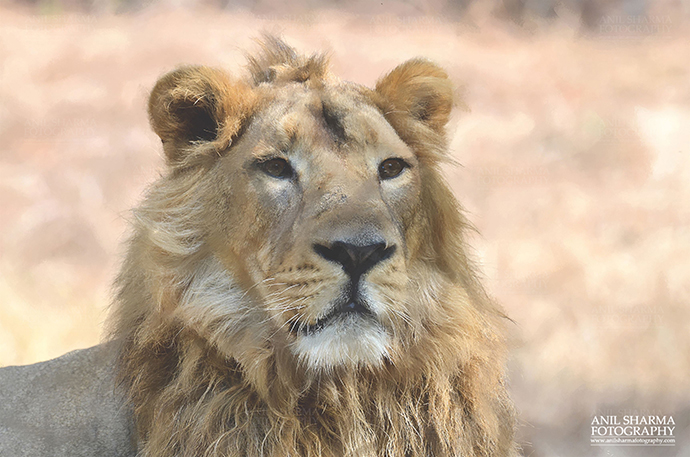 Buy Digital Art Online