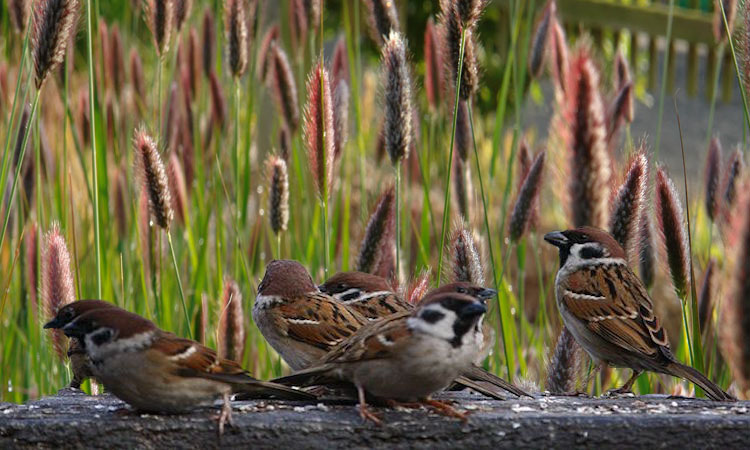 Fine Arts Painting, Buy Original Art Gallery, Paintings & More Online | Fine Art for Sale, Online Art Galleries