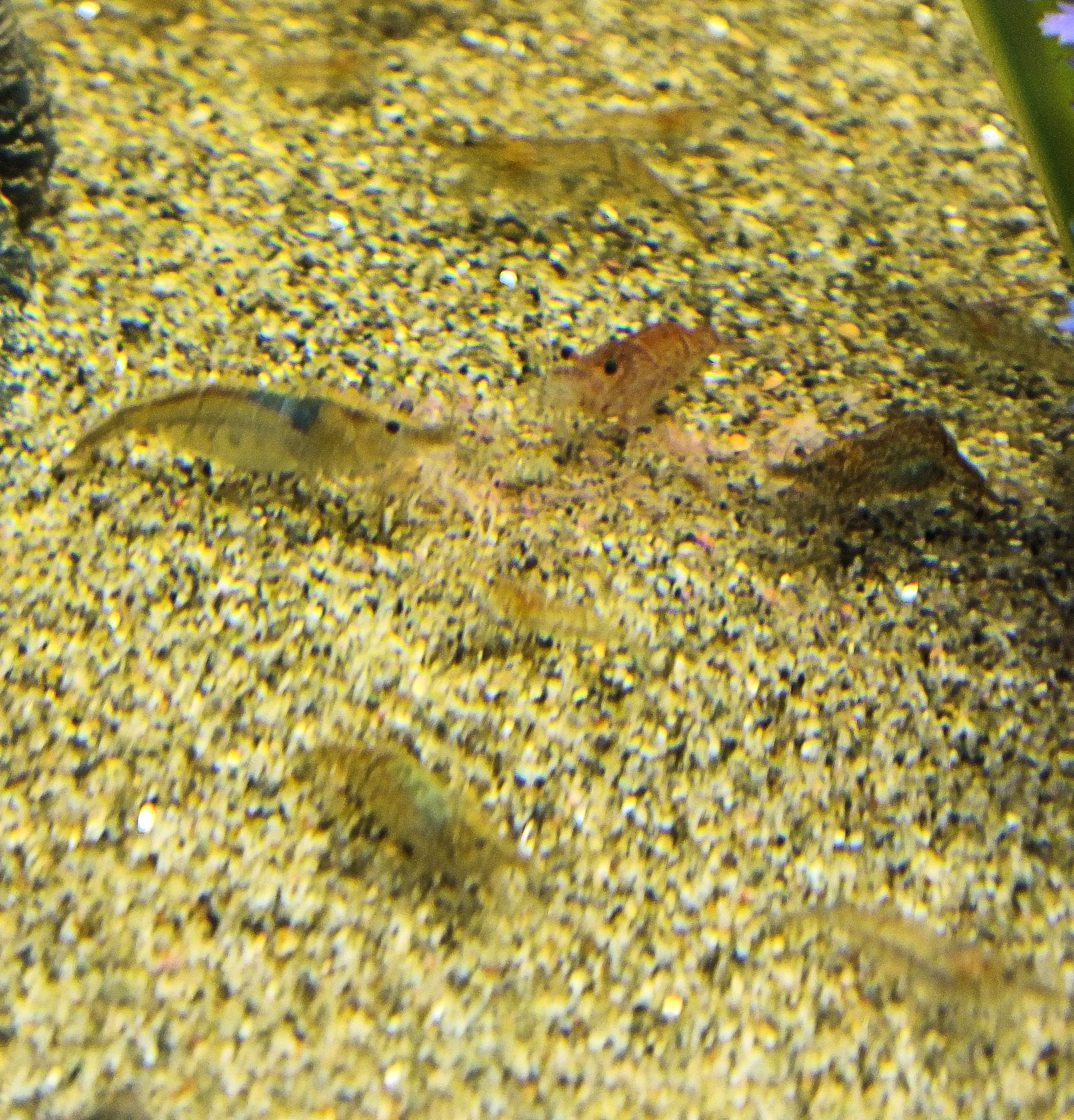 HELP My Shrimp EATING Each Other General Discussion The Shrimp Spot