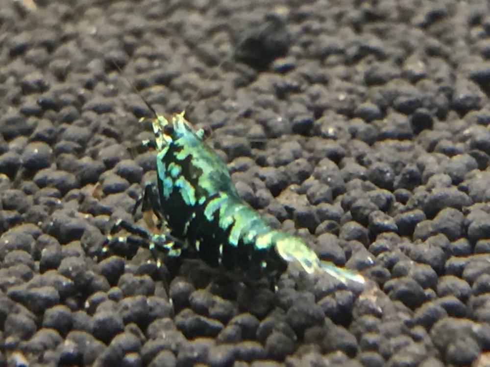 Blue Boa for sale The International Marketplace The Shrimp Spot
