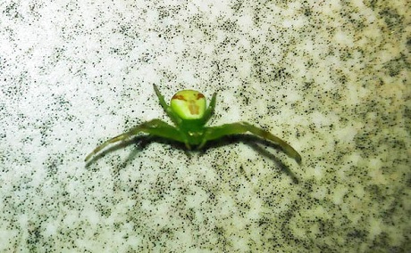 alien face spider alien face spider