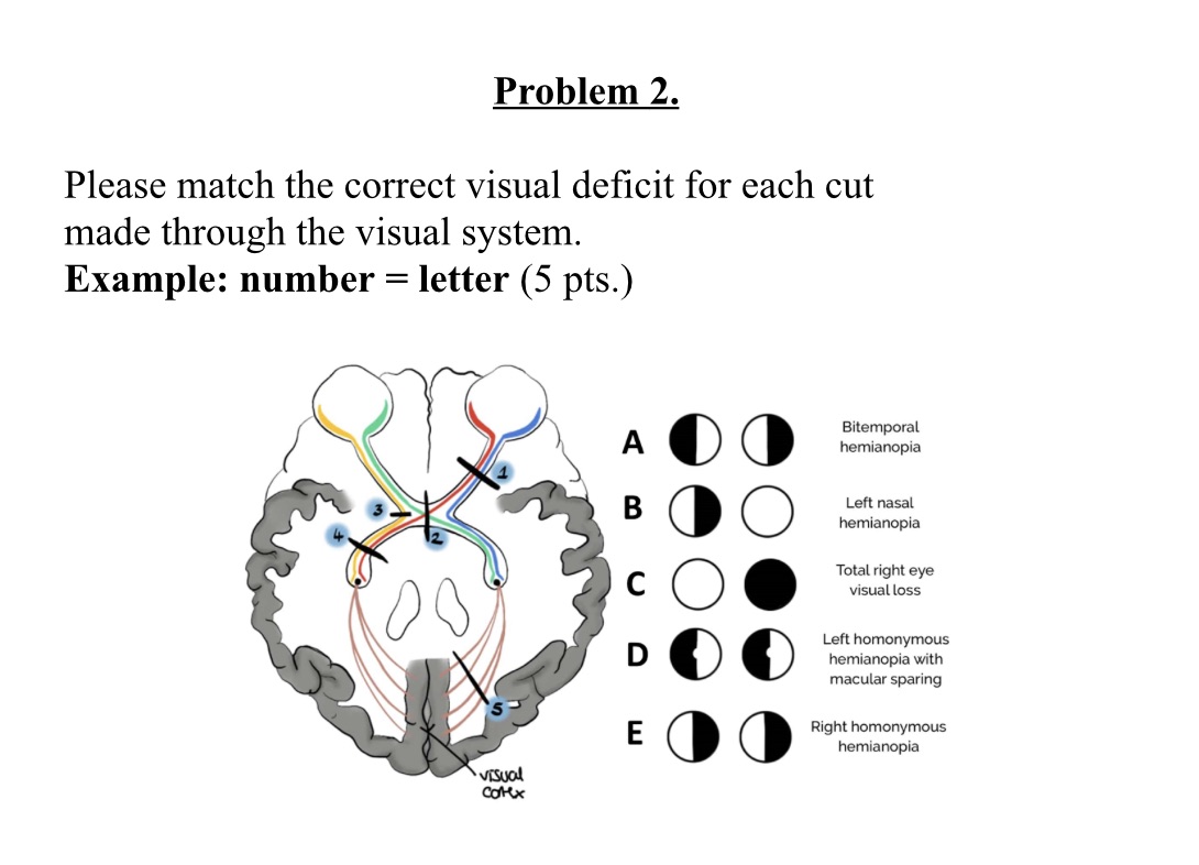 Problem 2. Please match the correct visual deficit for each cut made