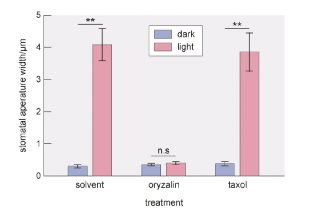 5 + T 3 2 stomatal aperature width/m ** dark light **