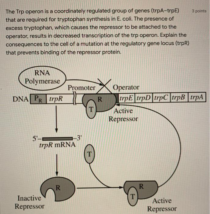 The Trp operon is a coordinately regulated group of genes (trpA-trpE) that