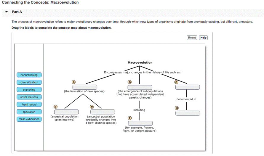 Connecting the Concepts: Macroevolution Part A The process of macroevolution refers to