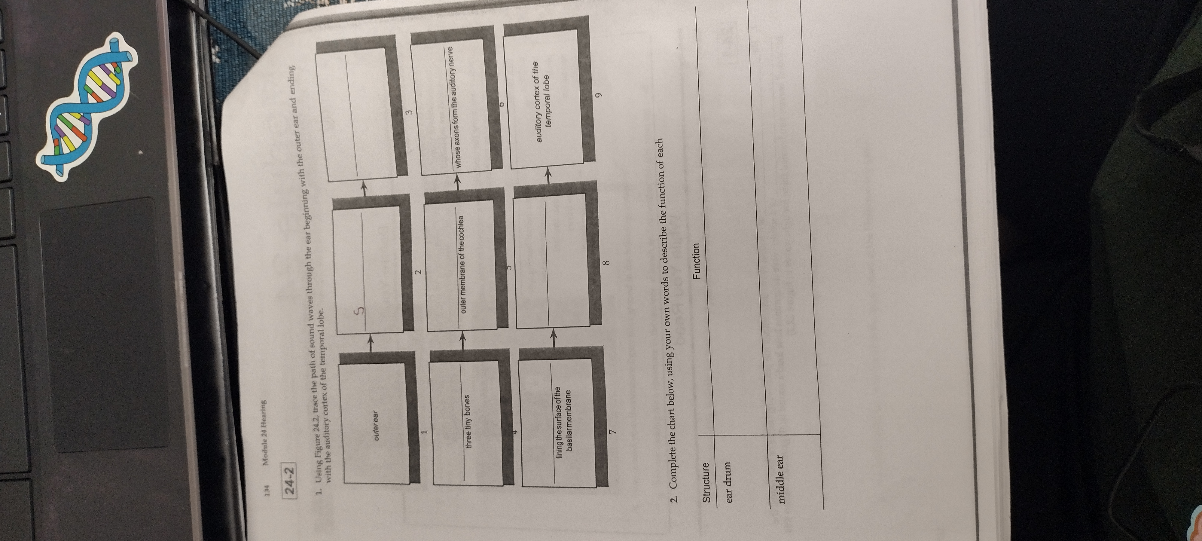 134 Module 24 Hearing 24-2 1. Using Figure 24.2, trace the path