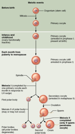 Before birth Infancy and childhood (Ovary functionally inactive) Meiotic events 20 Oogonium