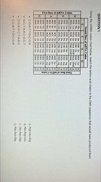 QUESTION 1 Using the mRNA codon chart below, match the amino acid