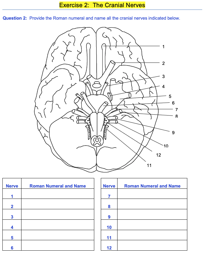 name all the cranial nerves indicated below. Nerve Roman Numeral and Name